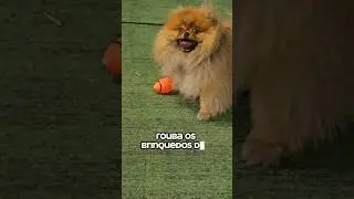Egoista do parquinho! #pets #cachorrodificil #spitzalemao #pomeranian #cachorros #pettoys