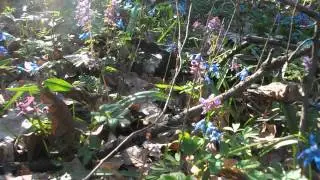 поляна подснежников