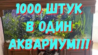 Отправляем рыбу! #3