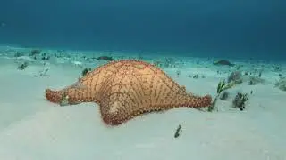 Snorkel Trip Cozumel