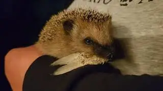 Кормление ежонка рыбкой ^_^