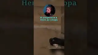 РАСКИД МИДА НА МИРАЖЕ 