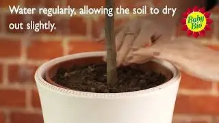 Baby Bio - Caring For Your Citrus Plants