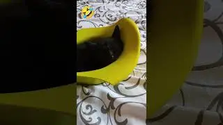 Горшочный котёнок.