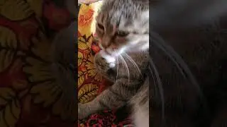 Если кот в 5 утра орёт #котики #озвучка #приколы #юмор