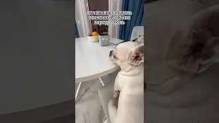 #собака#французскийбульдог#бульдог#французскийбульдогщенки
