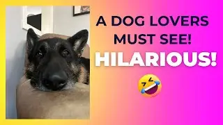 The TRUTH REVEALED! A German Shepherd’s HILARIOUS Comedy Roast 😂