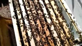 Doğal Varroa Mücadelesi