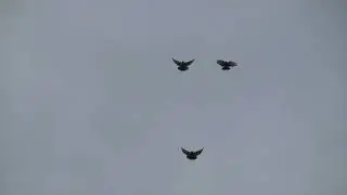 Вечерние подкидки голубей  01 07 21 г