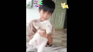 Nhà có đàn chó dễ thương! Play with cute dogs