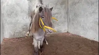 Kawin Alami kuda tanpa campur tangan manusia sama sekali. shetland pony