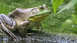 Piano Trio 2nd Movement: Scherzo (The Pond) by Thomas Bramel