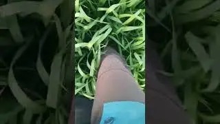 пшениця озима