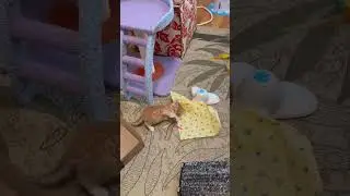 Albie's Adventure In Wonderland (Ramapo-Bergen Animal Refuge)