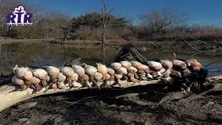 Flooded Timber Hole Mixed Bag - Kansas Duck Hunting