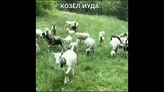 КОЗЁЛ ИУДА.  Феномен, который должны знать люди.