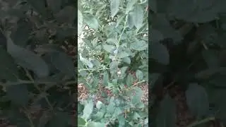 ЯГОДЫ, ЯГОДЫ, ЯГОДЫ...