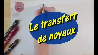 Nuclear transfer / Cycle 4