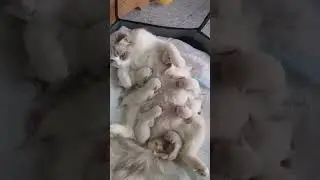 Mother Cat Feeding her cutest tribe kittens 🐱