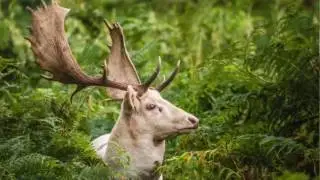 Photography tips - How to shoot great wildlife photos and find deer in the UK