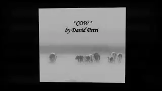 David Petri : " Cow " Album: " Animal Convention " - 2016 Sebastopol, CA