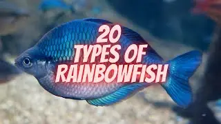 20 Types of Rainbowfish