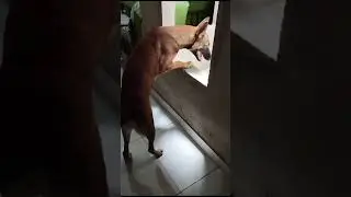 malinois teste para busca e detecção. aprovada?