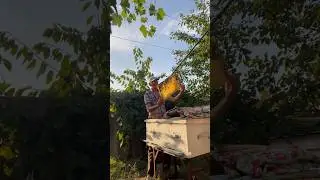 27августа кормим пчёл!🐝🐝🐝🐝🐝🐝🐝🐝🐝🐝🐝🐝🐝