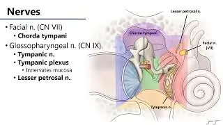 LO9 Middle Ear