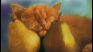 Алексин &-Сосущие Головы