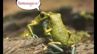 Проморолик "Летний позитив-2"