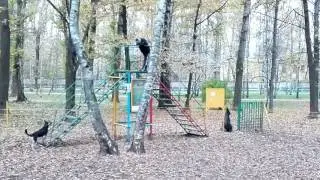 Сабака