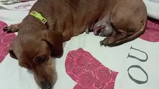 24 июня 2024 г.   НЮША ЖИВА.🐕❤💋