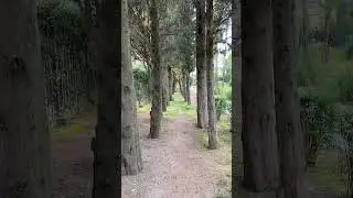 Аллея вдоль санатория «Знание»,Адлер,Сочи,Краснодарский край #tiktok #тикток #story #travel #vlog