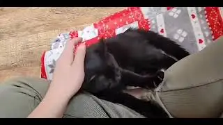 Purry kitten Pellinor