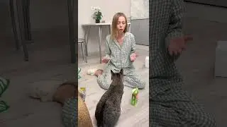 Кошка Мята кормит птичек😍 #котики
