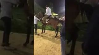 رقص خيل عربي