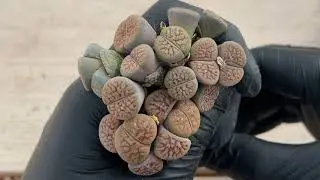 Sub) When a plant dies, I do......???