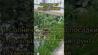 Бордюр из сантолины #сад #дача #хвойные #условия #garden