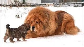 THE BIGGEST BREED OF DOG IN THE WORLD TIBETAN MASTIFF