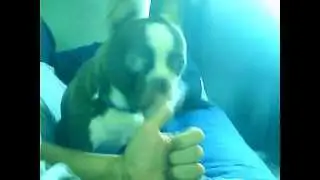My Boston Terrier, Beanz