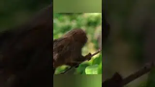 #игрунка