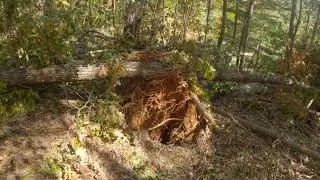 Hurricane Helene Damage #5
