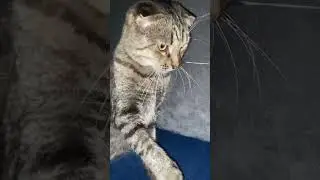 стоит как статуя #рекомендации #cat #реки #catlover #cute #kitten #cutecat #music #kitty #pets