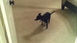 Mickey, the three-legged wonder dog, chases his tail!