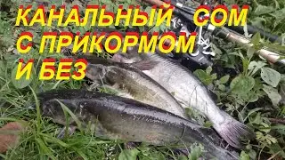 Ловля канального сома с прикормом и без!!!