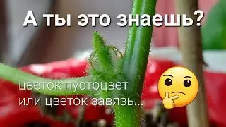 Мои растишки/ А ты знаешь? Где пустоцвет, а где завязь