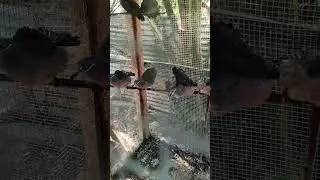 LIGU TIME..SA MGA ALAGA NI ALIMOKON OFFICIAL