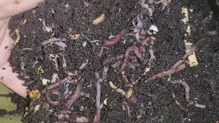 MY WORM FARM OPERATION EPISODE IDK...RAW FOOD DIET AND WORM DEATH UPDATE
