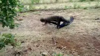 redneck tire spinning